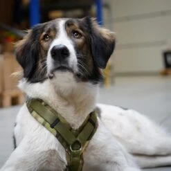 AnnyX Hondentuig - FUN - LIMTED EDITION - Speurtuig - Camouflage - Legergroen - Maat S - Borstomvang 52-64cm - Gewicht Hond 9 -19 Kg - My K9 -Hondenartikelen Serie Winkel 1200x1200 2136