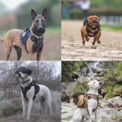 Always Prepared © Pro K9 Complete Set – Anti Trek Tuig – Honden Harnas – Y Tuig Hond – Trainings Riem – Best Getest 2022 – Halsband Hond – Middel En Grote Hond – Honden Tuigje – Harnas Hond – Veiligheidstuig – 450KG Anti Trek Test – Combi Deal -Hondenartikelen Serie Winkel 1200x1200 2166