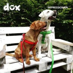 DDOXX Hondenharnas Nylon, Step-In, Verstelbaar, Uitbraakbestendig | Voor Kleine, Middelgrote & Grote Honden | Borstharnas Hond Kat Puppy Auto | Puppy Harnas Kat Harnas | Rood, S 18 DDOXX Hondenharnas Nylon, Step-In, Verstelbaar, Uitbraakbestendig | Voor Kleine, Middelgrote & Grote Honden | Borstharnas Hond Kat Puppy Auto | Puppy Harnas Kat Harnas | Rood, S -Hondenartikelen Serie Winkel 1200x1200 2178