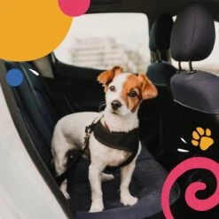 Hondentuig - Hondenharnas - Hondenriem - Anti Trek - Autogordel Hond - Zwart - Maat S -Hondenartikelen Serie Winkel 1200x1200 2181