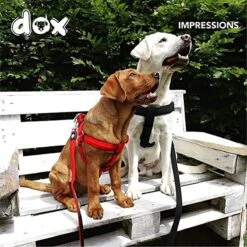 DDOXX Hondenharnas Nylon, Step-In, Verstelbaar, Uitbraakbestendig | Voor Kleine, Middelgrote & Grote Honden | Borstharnas Hond Kat Puppy Auto | Puppy Harnas Kat Harnas | Zwart, S 22 DDOXX Hondenharnas Nylon, Step-In, Verstelbaar, Uitbraakbestendig | Voor Kleine, Middelgrote & Grote Honden | Borstharnas Hond Kat Puppy Auto | Puppy Harnas Kat Harnas | Zwart, S -Hondenartikelen Serie Winkel 1200x1200 2238