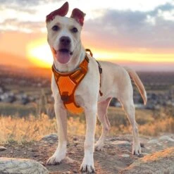 Sharon B - Hondentuigje - Voor Middelgrote Honden - Oranje - Maat M - No Pull - Anti Trek - Reflecterend - Hoeft Niet Over Het Hoofd Aangetrokken Te Worden -Hondenartikelen Serie Winkel 1200x1200 2240
