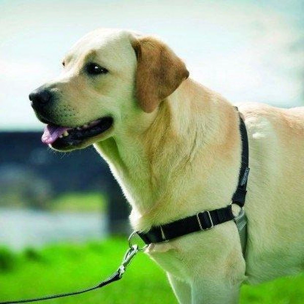 PetSafe Easy Walk® - Hondentuigje - Zwart - M - 51-71 Cm 8 PetSafe Easy Walk® - Hondentuigje - Zwart - M - 51-71 Cm - Afbeelding 6