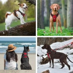 Hondenharnas – Inclusief Hondenriem – Reflecterend – Hondentuig – Hondenriem – Y Tuig Hond - Anti Trek Tuig - Zwart – Maat M -Hondenartikelen Serie Winkel 1200x1200 2251