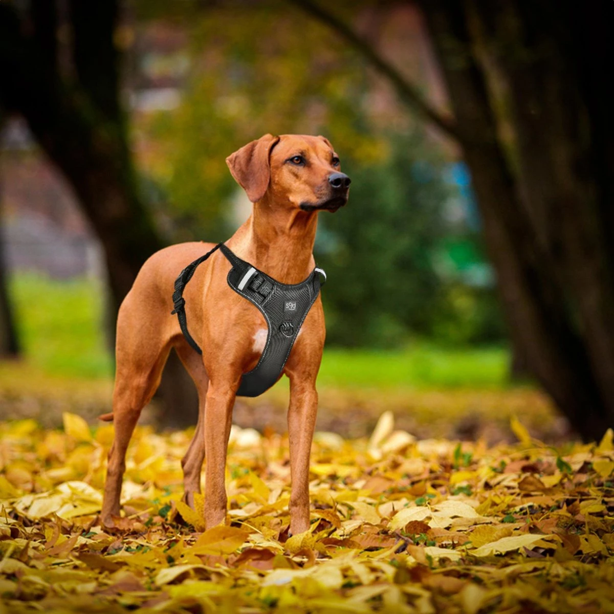 Hondentuigje - Anti-Trek Tuig - Hondenharnas - Y Tuig Hond - Reflecterend - Zwart - Maat S 9 Hondentuigje - Anti-Trek Tuig - Hondenharnas - Y Tuig Hond - Reflecterend - Zwart - Maat S - Afbeelding 7