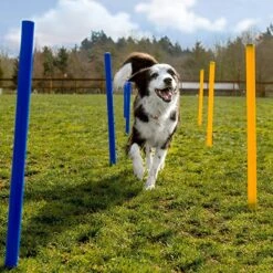Agility Voor De Hond - 16 Delig - Agility Set - Hondentunnel - Horde - Slalom Palen - Honden Training Set - Honden Behendigheidsset - Agility Toestellen 20 Agility Voor De Hond - 16 Delig - Agility Set - Hondentunnel - Horde - Slalom Palen - Honden Training Set - Honden Behendigheidsset - Agility Toestellen -Hondenartikelen Serie Winkel 1200x1200 2299