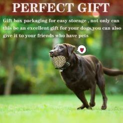 Nobleza Honden Speelgoed Set PLJ - 10 Stuks -Hondenartikelen Serie Winkel 1200x1200 2317