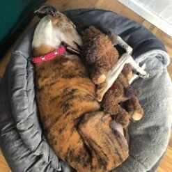 Merkloos Hondenknuffel - Puppyknuffel Met Hartslag - Knuffel Met Hartslag - Antistress Hond - Hondenspeelgoed -Hondenartikelen Serie Winkel 1200x1200 2324