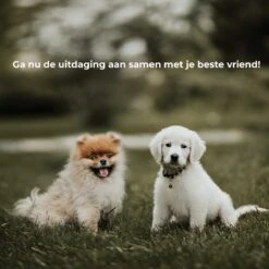 AYOO Agility Voor De Hond - Honden Training - Honden Behendigheid Set - Hondenparcours - Training Huisdieren - Honden Agility Set - Slalom - Horde - Draagzak - Agility Set - Oranje - Wit - GRATIS Speeltouw 19 AYOO Agility Voor De Hond - Honden Training - Honden Behendigheid Set - Hondenparcours - Training Huisdieren - Honden Agility Set - Slalom - Horde - Draagzak - Agility Set - Oranje - Wit - GRATIS Speeltouw -Hondenartikelen Serie Winkel 1200x1200 2368