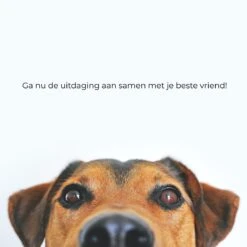 AYOO Agility Voor De Hond - Honden Agility Set - Honden Training - Honden Behendigheid Set - Honden Parcours - Training Huisdieren - Tunnel - Slalom - Horde - Draagzak - 21 Delig - GRATIS Speeltouw -Hondenartikelen Serie Winkel 1200x1200 2392