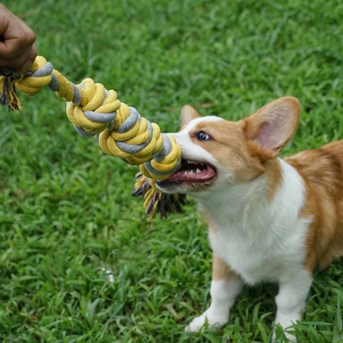 BoDutch Flostouw Hond - Hondenspeelgoed - Trektouw Hond - Hondentouw - Flostouw Hond - 60 Cm - Apporteerspeelgoed - Geel/Grijs 7 BoDutch Flostouw Hond - Hondenspeelgoed - Trektouw Hond - Hondentouw - Flostouw Hond - 60 Cm - Apporteerspeelgoed - Geel/Grijs - Afbeelding 5