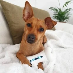 Cheerble Wickedbone|Automatisch Hondenspeeltje|Interactief En Intelligent Speelgoed Voor Honden|App & Bluetooth Bestuurbaar|USB Oplaadbaar -Hondenartikelen Serie Winkel 1200x1200 2462