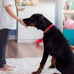 Merkloos Dog Buttons Praatknop Voor Honden - Met Opname Functie - Met Stickers - Intelligentie Speelgoed - 4 Stuks -Hondenartikelen Serie Winkel 1200x1200 2490