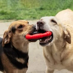 Kauwbot Stuurwiel 2.0 Extra Sterk Melk Geur Smaak En Piep Honden Speelgoed - Kauwspeelgoed Bot Hond - Dutchwide -Hondenartikelen Serie Winkel 1200x1200 2609