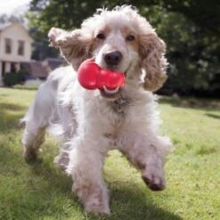 Kong Kauwbot - Hondenspeelgoed - Rood - L -Hondenartikelen Serie Winkel 1200x1200 2615