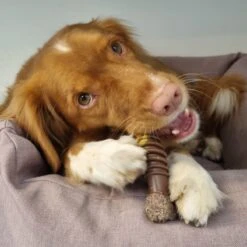 Nylabone Extreme Kauwbot Met Rund- En Kaassmaak - Voor Krachtige Kauwers - In S/M/XL - X-Large -Hondenartikelen Serie Winkel 1200x1200 2619