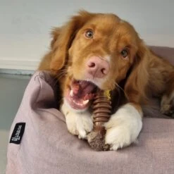 Nylabone Extreme Kauwbot Met Rund- En Kaassmaak - Voor Krachtige Kauwers - In S/M/XL - X-Large -Hondenartikelen Serie Winkel 1200x1200 2621