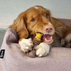 Nylabone Extreme Kauwbot Textuur Met Rund- En Kaassmaak -Hondenartikelen Serie Winkel 1200x1200 2622