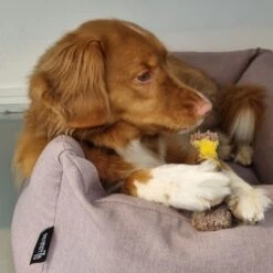 Nylabone Extreme Kauwbot Textuur Met Rund- En Kaassmaak -Hondenartikelen Serie Winkel 1200x1200 2623