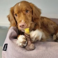 Nylabone Extreme Kauwbot Textuur Met Rund- En Kaassmaak -Hondenartikelen Serie Winkel 1200x1200 2624