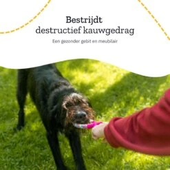 All 4 Pets Supply® Honden Speelgoed Set Geschikt Voor Puppy's T/m Middelgrote Honden - 12 Stuks - Hondenspeeltjes - Intelligentie - Touw - Flostouw - Bijtring - Bal 17 All 4 Pets Supply® Honden Speelgoed Set Geschikt Voor Puppy's T/m Middelgrote Honden - 12 Stuks - Hondenspeeltjes - Intelligentie - Touw - Flostouw - Bijtring - Bal -Hondenartikelen Serie Winkel 1200x1200 2632