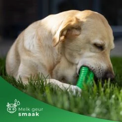Tandenborstel Hond Melk Geur Smaak En Piep Honden Speelgoed Dog Toy - Krokodil Groen - Dutchwide -Hondenartikelen Serie Winkel 1200x1200 2638