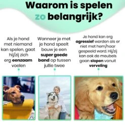 Petloverz – Honden Speelgoed Set – Honden Speeltjes – Knuffel - Speelgoed – Intelligentie – 15 Speeltjes 12 Petloverz – Honden Speelgoed Set – Honden Speeltjes – Knuffel - Speelgoed – Intelligentie – 15 Speeltjes -Hondenartikelen Serie Winkel 1200x1200 2661