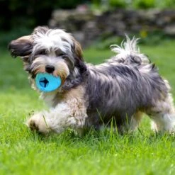 Nobleza Honden Speelgoed - Hondenspeeltjes - Hondenbal - Hondenspeelgoed - Honden Bal - Snackbal Hond - Kauwspeelgoed - Blauw - 8 Cm -Hondenartikelen Serie Winkel 1200x1200 2698