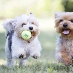 Kong Air Squacker Tennisbal - Hondenspeelgoed - Geel - M - Ø7,1 Cm 19 Kong Air Squacker Tennisbal - Hondenspeelgoed - Geel - M - Ø7,1 Cm -Hondenartikelen Serie Winkel 1200x1200 2705