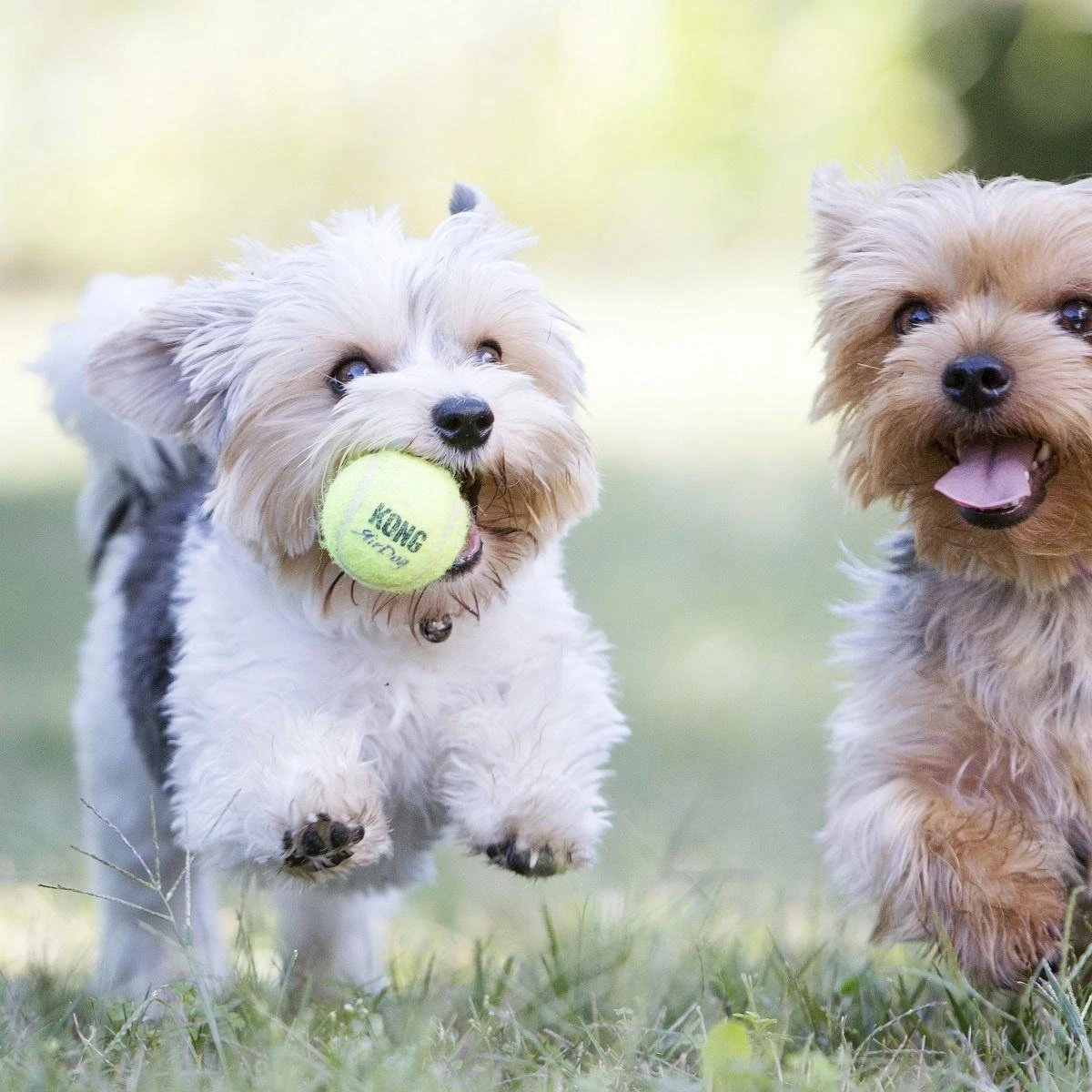 Kong Air Squacker Tennisbal - Hondenspeelgoed - Geel - M - Ø7,1 Cm 5 Kong Air Squacker Tennisbal - Hondenspeelgoed - Geel - M - Ø7,1 Cm - Afbeelding 3