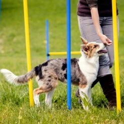 Agility Voor De Hond - Agility Set- Hondentunnel 300 Cm- Slalom Set - Horde - Startveld - Honden Behendigheidsset - 16 Delig - Tunnel - Slalom - Horde - Agility Set Voor De Hond - Agility Set 24 Agility Voor De Hond - Agility Set- Hondentunnel 300 Cm- Slalom Set - Horde - Startveld - Honden Behendigheidsset - 16 Delig - Tunnel - Slalom - Horde - Agility Set Voor De Hond - Agility Set -Hondenartikelen Serie Winkel 1200x1200 2764