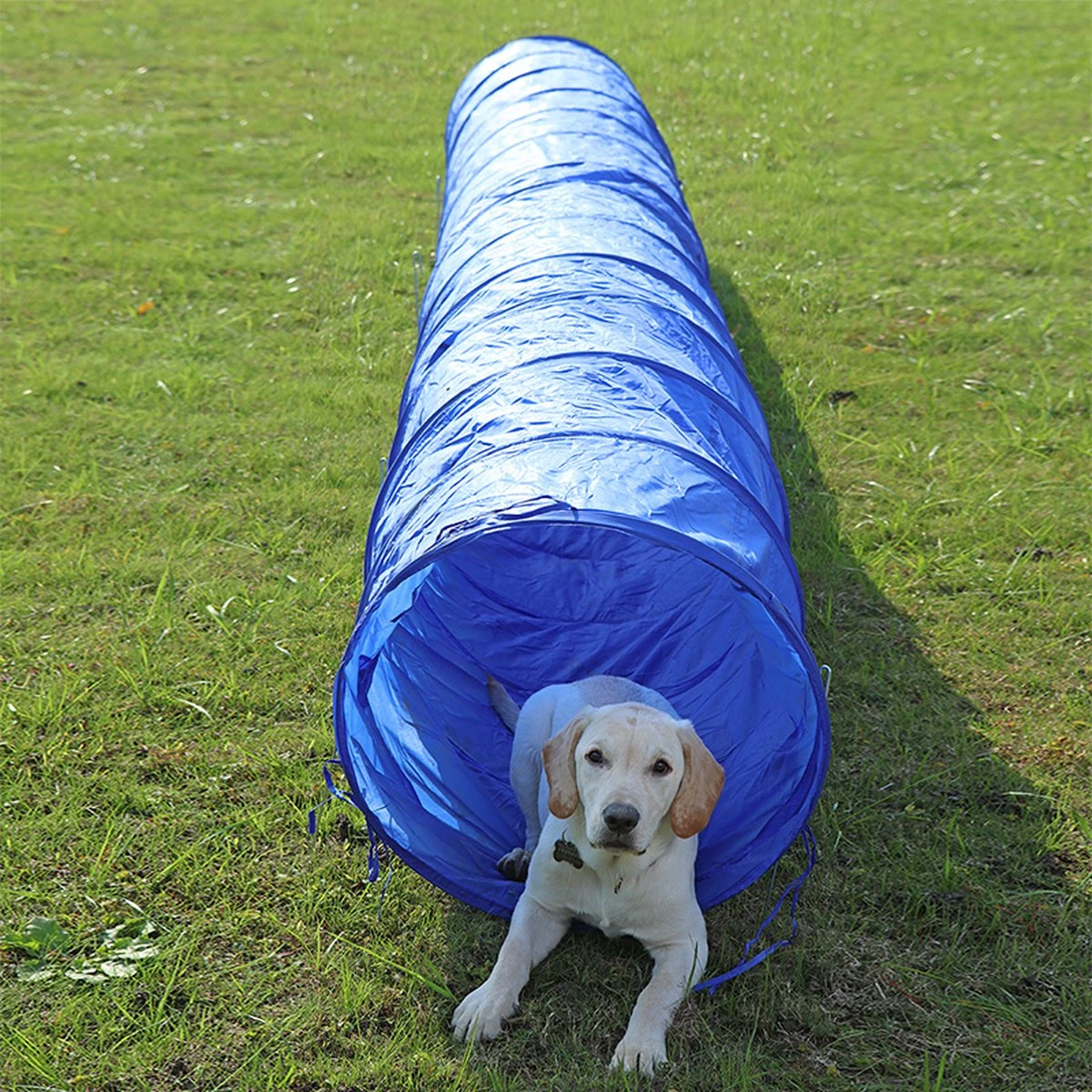 Agility Voor De Hond - Agility Set- Hondentunnel 300 Cm- Slalom Set - Horde - Startveld - Honden Behendigheidsset - 16 Delig - Tunnel - Slalom - Horde - Agility Set Voor De Hond - Agility Set 13 Agility Voor De Hond - Agility Set- Hondentunnel 300 Cm- Slalom Set - Horde - Startveld - Honden Behendigheidsset - 16 Delig - Tunnel - Slalom - Horde - Agility Set Voor De Hond - Agility Set - Afbeelding 11