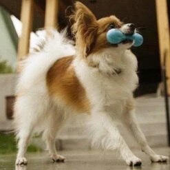 West Paw Zogoflex Hurley - Super Sterk Kauwbot Voor Honden - Kleur: Blauw, Maat: Large -Hondenartikelen Serie Winkel 1200x1200 2769