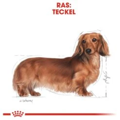 Royal Canin Dachshund/Teckel Adult 7.5 KG 26 Royal Canin Dachshund/Teckel Adult 7.5 KG -Hondenartikelen Serie Winkel 1200x1200 30