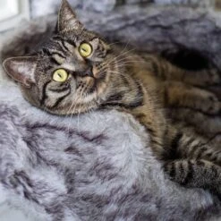 District 70 NORDIC - Luxe Kattenmand Op Pootjes - 40x30x25cm In Silver - Silver 13 District 70 NORDIC - Luxe Kattenmand Op Pootjes - 40x30x25cm In Silver - Silver -Hondenartikelen Serie Winkel 1200x1200 419