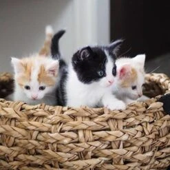 District 70 COCOON - Luxe Hondenmand Van Duurzaam Hoogwaardig Riet Met Zacht Kussen - Maten S/M/L - Large -Hondenartikelen Serie Winkel 1200x1200 467