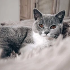 District 70 FUZZ - Hondenmand Comfortabel En Zacht Pluche - Zand, Oudroze, Donkergrijs En Lichtgrijs In S/M/L/XL - Maat: Large, Kleur: Zand -Hondenartikelen Serie Winkel 1200x1200 674