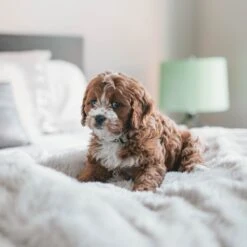 Fluffy Blanket - Pluche Hondendeken - 120 X 100 CM - Grijs - Voor De Auto Of Bank - Fleece 11 Fluffy Blanket - Pluche Hondendeken - 120 X 100 CM - Grijs - Voor De Auto Of Bank - Fleece -Hondenartikelen Serie Winkel 1200x1200 813