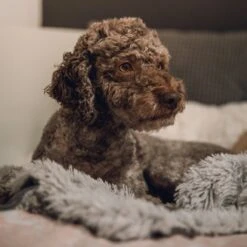 Fluffy Blanket - Pluche Hondendeken - 120 X 100 CM - Grijs - Voor De Auto Of Bank - Fleece 12 Fluffy Blanket - Pluche Hondendeken - 120 X 100 CM - Grijs - Voor De Auto Of Bank - Fleece -Hondenartikelen Serie Winkel 1200x1200 814