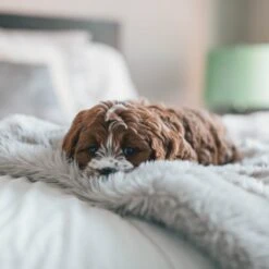 Fluffy Blanket - Pluche Hondendeken - 120 X 100 CM - Grijs - Voor De Auto Of Bank - Fleece 13 Fluffy Blanket - Pluche Hondendeken - 120 X 100 CM - Grijs - Voor De Auto Of Bank - Fleece -Hondenartikelen Serie Winkel 1200x1200 815