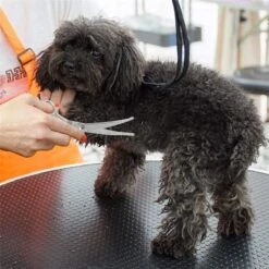 Merkloos Premium Gebogen Trimschaar Honden - Huisdier Trimmen - Hoofd, Poten Ogen & Oren - Kat & Hond Knippen - Veilige Schaar -Hondenartikelen Serie Winkel 1200x1200 877