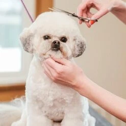 Merkloos Premium Gebogen Trimschaar Honden - Huisdier Trimmen - Hoofd, Poten Ogen & Oren - Kat & Hond Knippen - Veilige Schaar -Hondenartikelen Serie Winkel 1200x1200 878