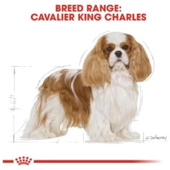 Royal Canin Cavalier King Charles Adult - Hondenvoer - 7,5 Kg 20 Royal Canin Cavalier King Charles Adult - Hondenvoer - 7,5 Kg -Hondenartikelen Serie Winkel 1200x1200 88