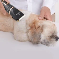 Tjilla Professionele Dieren/honden Tondeuse Set Extra Krachtig - Honden Trimmer - Lang Of Kortharige Huisdieren Katten & Honden - Draadloos - Weinig Geluid -Hondenartikelen Serie Winkel 1200x1200 901