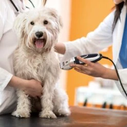 Nobleza Dieren Tondeuse Set - 4 Opzetkammen - Draadloos - Voor Huisdieren Katten & Honden -Hondenartikelen Serie Winkel 1200x1200 939