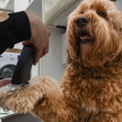 Clipr Ultimate 2-speed Hondentondeuse Op Accu -Hondenartikelen Serie Winkel 1200x1200 957