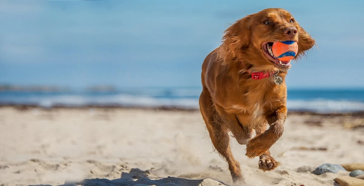 Chuckit! 10 Chuckit Ballen In Emmer - Chuckit - Veilig Voor Gebit - Hondenbal - Past In Werpstok 4 Chuckit! 10 Chuckit Ballen In Emmer - Chuckit - Veilig Voor Gebit - Hondenbal - Past In Werpstok - Afbeelding 2