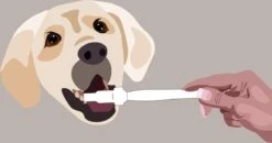 Aedogz Tandsteen Verwijder Spons Hond & Kat - Verwijdert Tandsteen, Aanslag En Vlekken - Verfrist De Adem Voorkomt Tandvleesproblemen. -Hondenartikelen Serie Winkel 1200x632