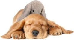 Cozy Dog Bunny Hondenknuffel – Knuffel Hond Met Hartslag – Hondenspeelgoed Vermindert Verlatingsangst – Biedt Rust, Warmte En Comfort – Bruin – Speciaal Voor Puppy's 11 Cozy Dog Bunny Hondenknuffel – Knuffel Hond Met Hartslag – Hondenspeelgoed Vermindert Verlatingsangst – Biedt Rust, Warmte En Comfort – Bruin – Speciaal Voor Puppy's -Hondenartikelen Serie Winkel 1200x661 5