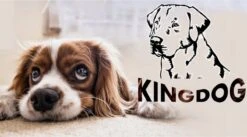 KingDog - Groot Honden- En Kattenbed 75 X 65 | Donkergrijs - Maat M -Hondenartikelen Serie Winkel 1200x665 1